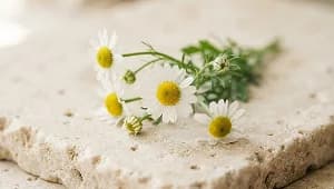 Chamomile